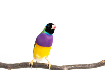 Gouldian finch Bird