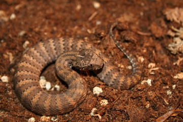 Australian deathadder