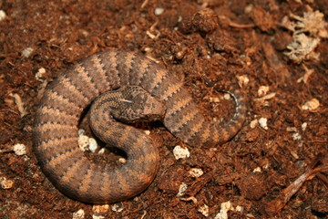 Australian deathadder on soil