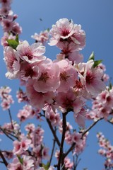 Almond blossom 