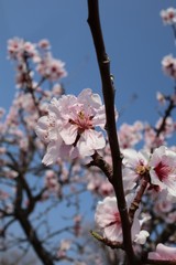 almond blossom 