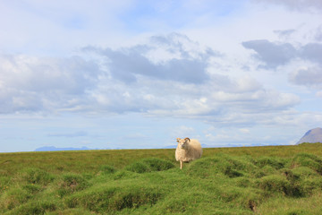 Fototapeta premium Sheep walking on a meadow looking at you with mountains in the background