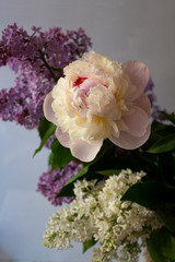 Flower pink peony close-up on a light background near the branches of blossoming lilacs.