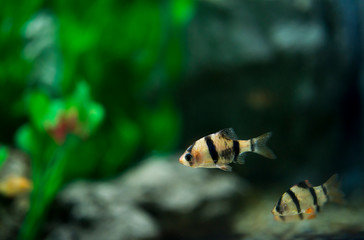 barb in the aquarium close - up ( Puntigrus tetrazona )