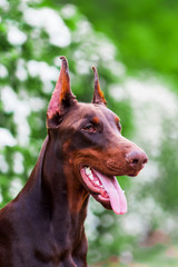 Doberman posing in a city park  puppy