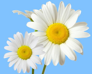beautiful white spring flower in blue sky background