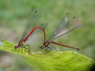 two small dragonflies in love