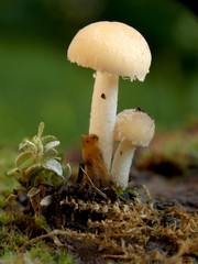 a little mushroom after the rain