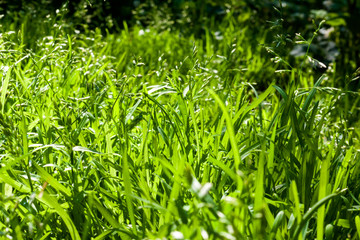 Green grass closeup natural background