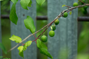 green little apples