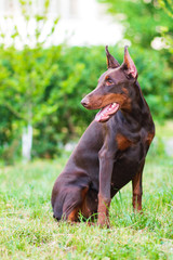 Doberman posing in a city park  puppy