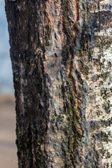 Sap on birch bark in spring
