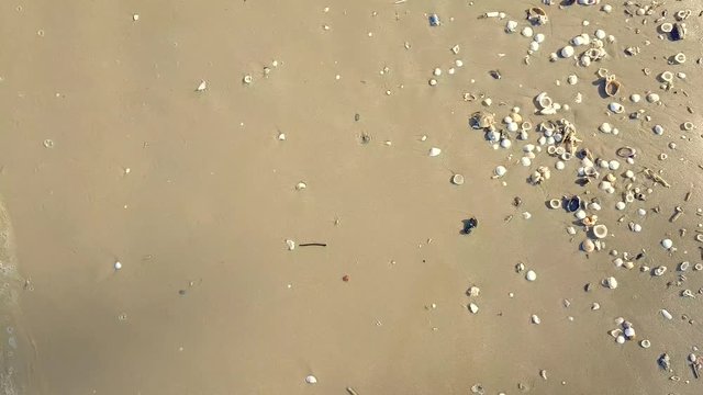 Close up wave on beach bird eye view  with shell group background