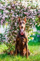 Doberman posing in a city park  puppy