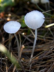 a little mushroom after the rain