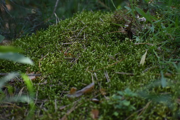 Beautiful green moss on the floor, moss closeup, macro. Beautiful background of moss for wallpaper.