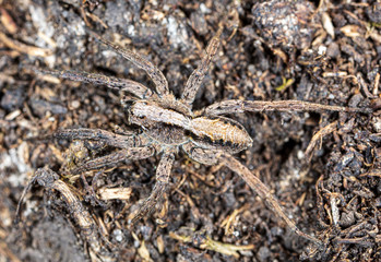 The spider sits in the ground