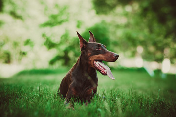 Doberman posing in a city park  puppy