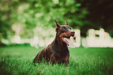 Doberman posing in a city park  puppy
