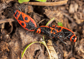 Love red beetles in the ground