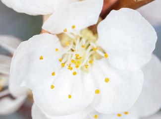 Obraz na płótnie Canvas White flower on apricot