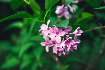 Bright spring twig of lilac bloomed in the garden in the sunlight