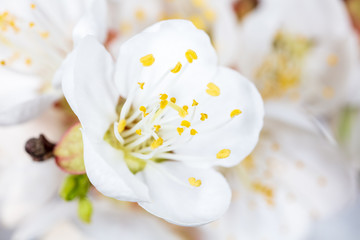 Fototapeta na wymiar White flower on apricot