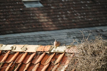real wild pigeon