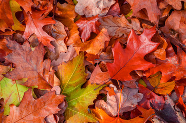 Autumn leaves background