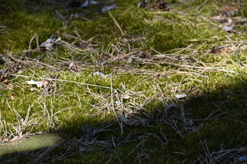 Beautiful green moss on the floor, moss closeup, macro. Beautiful background of moss for wallpaper.