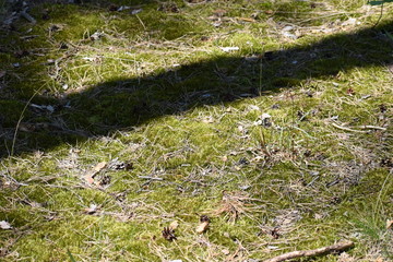 Beautiful green moss on the floor, moss closeup, macro. Beautiful background of moss for wallpaper.