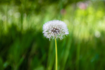 Eco and organic. White dandelion on green grass background