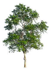 Obraz premium The tree that is completely separated from the background with the delicateness Can be used in many ways Has a scientific name Lagerstroemia floribunda