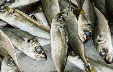 Macro of fresh silver fish at a food market