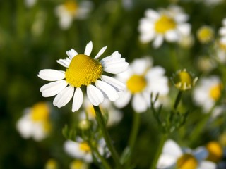 a lot of chamomile on the meadow