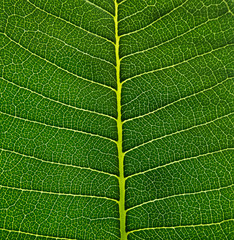 Green Leaf cell structure background, Nature design texture on green foliage - macro shot, texture