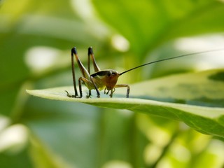 grasshopper on the plant leaf