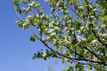 flowery almond detail and blue sky