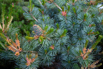 Coniferous plant in a pot with beautiful green branches and cones in the aquarium at the flower shop.