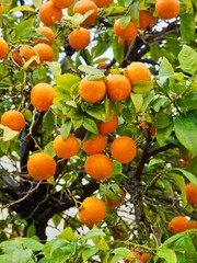Fresh oranges are hanging on an orange tree