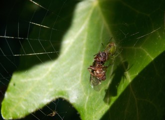 the spider caught the bug in the spider web