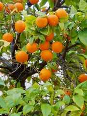 Fresh oranges are hanging on an orange tree