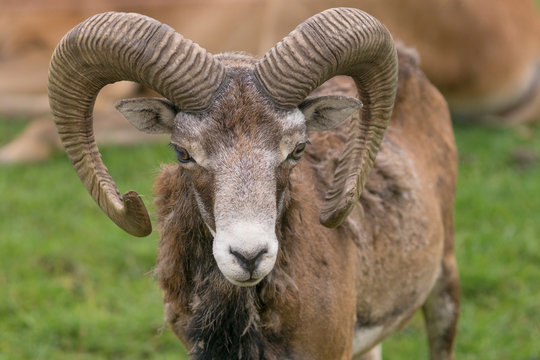 Portrait Wildschaf