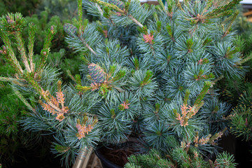Coniferous plant in a pot with beautiful green branches and cones in the aquarium at the flower shop.
