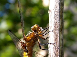 Dragonfly on a dry tree