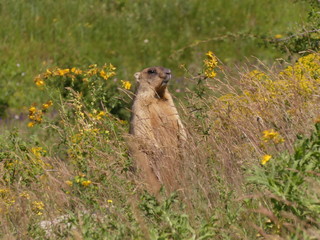 The bobak marmot (Marmota bobak) is a large rodent, family	Sciuridae. He lives in the steppes of...