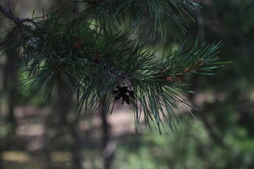 Fototapeta na wymiar bump on a small tree in the woods