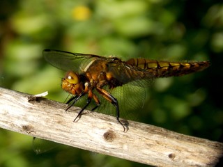 Dragonfly on a dry tree