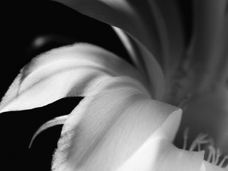 Part of a flower blooming cactus black and white macro