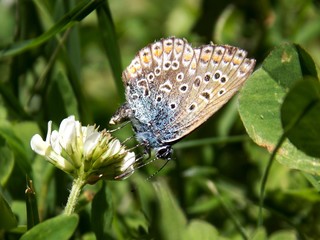 colorful butterfly on the flower